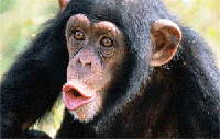 monkey